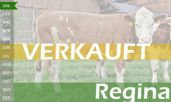 trchtige Fleckvieh Kalbin zu verkaufen, beweidet und ruhig